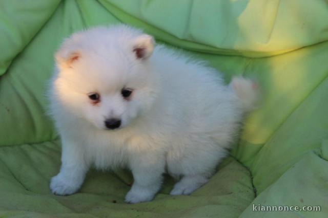 Chiots spitz japonais lof disponible