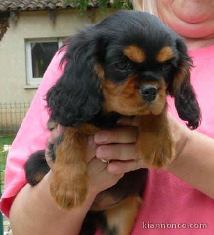 A donner chiot cavalier king charles femelle