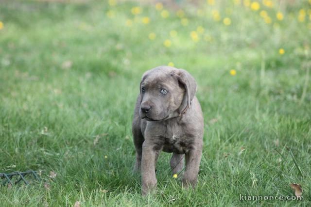 A donner chiot cane corso femelle lof