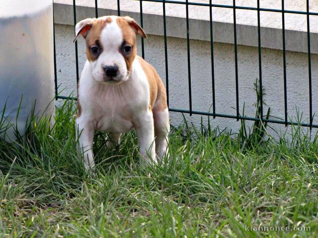 Chiots Américan Stafforshire Terrier (Am Staff)