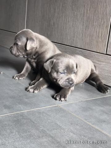 Chiots staffordshire bull terrier a donner