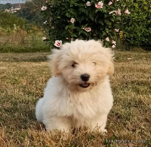 A donner chiot coton de tuléar femelle