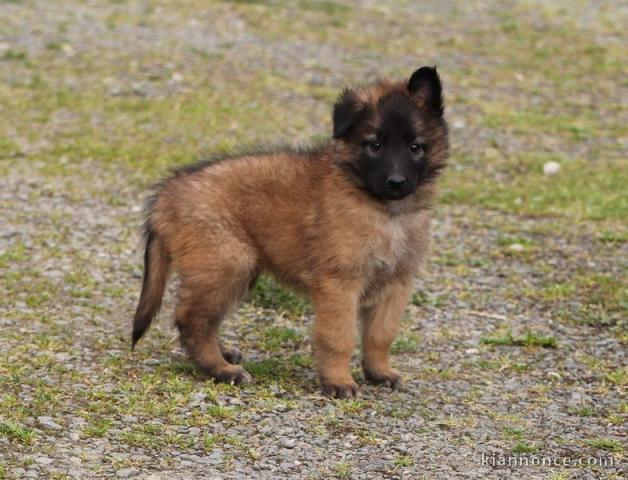 chiot berger belge  a donner