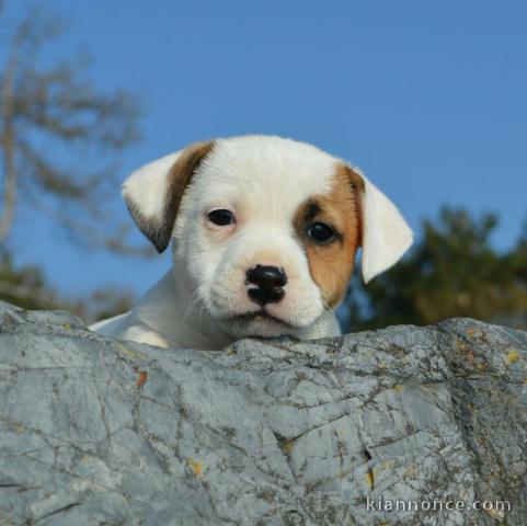 Magnifiques chiots jack russel lof