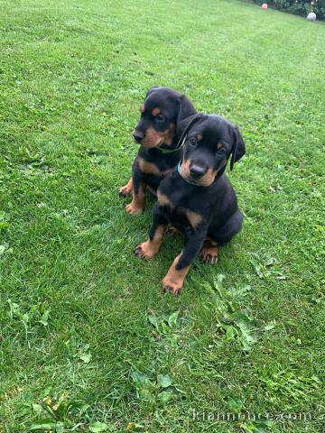 Chiots Dobermann  Portée de 5 mâles - 4 femelles