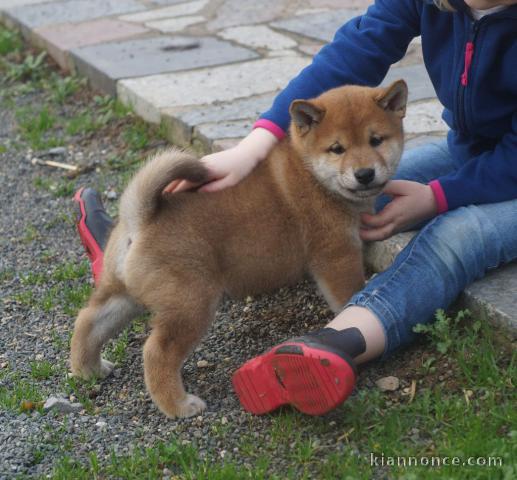 Adorables bébés shiba inu