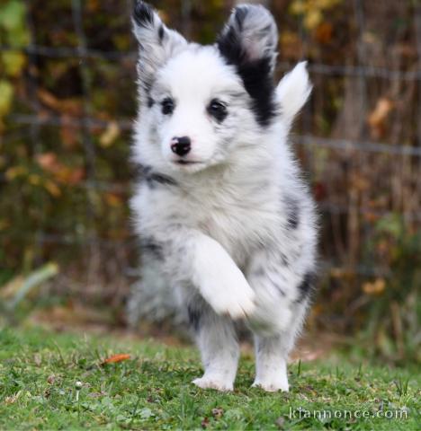 Chiot femelle border collie