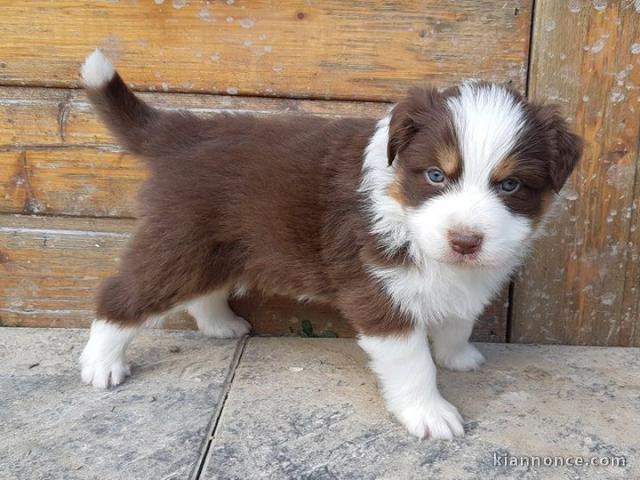 chiot berger australiens a donner