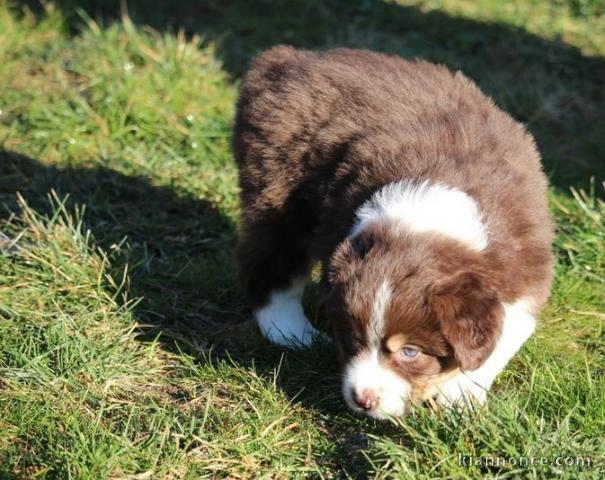 chiot berger australiens a donner