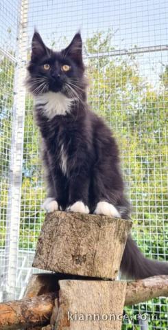 Adorable chaton Maine coon