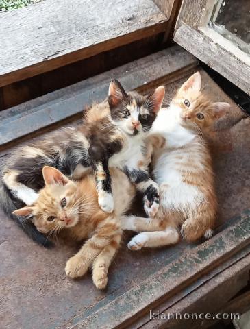 Chatons ( 1 femelle et 2 mâles 