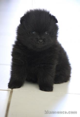 Adorable chiot spitz allemand 