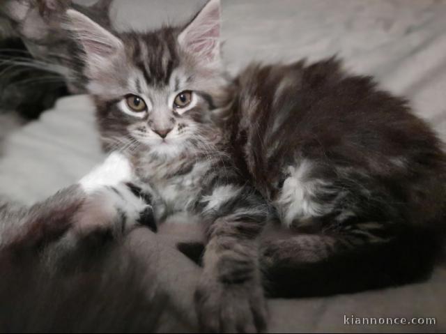 Adorable Femelle Maine Coon 