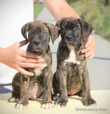 Canne Corso chiots à vendre