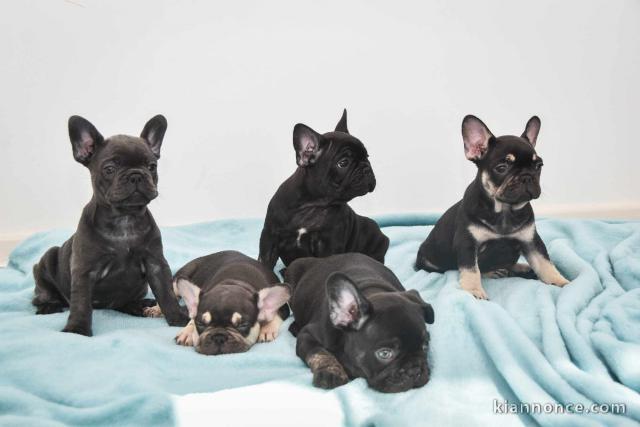 Bulldog français chiots à vendre