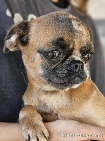 Petit Brabançon et Griffon chiots