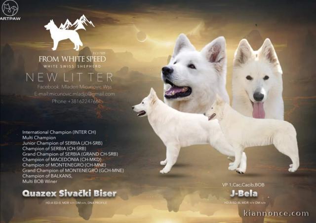 Berger Blanc Suisse chiots