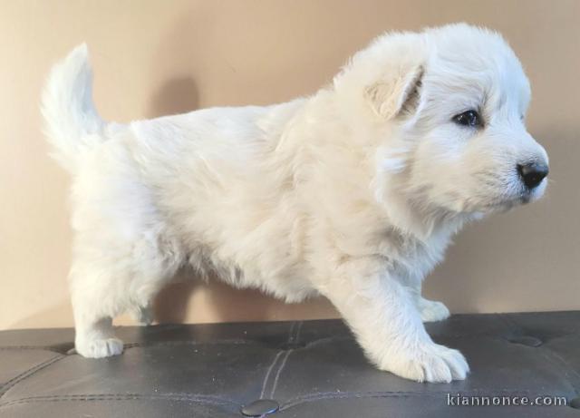 chiot berger blanc suisse à donner