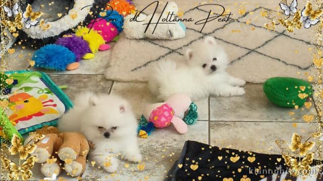 chiot Spitz allemand nain a donner