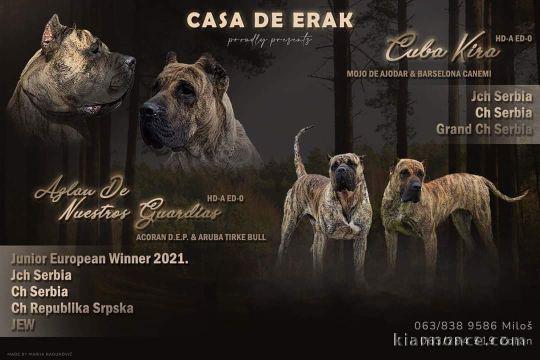 Presa Canario beaux chiots