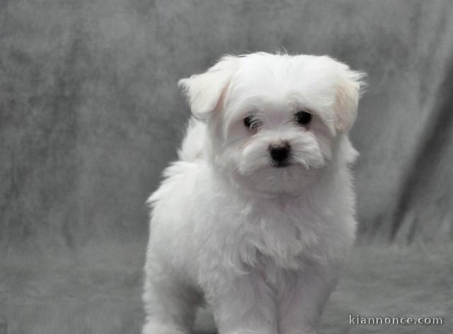 chiot Bichon frisé a donner