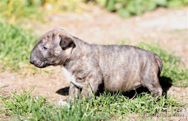 Chiot Bull Terrier a donner