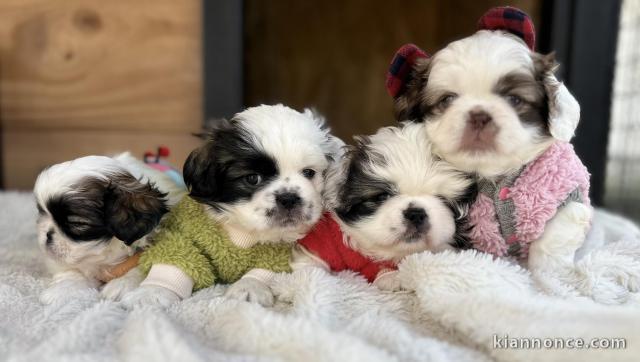 Pékinois chiots à vendre