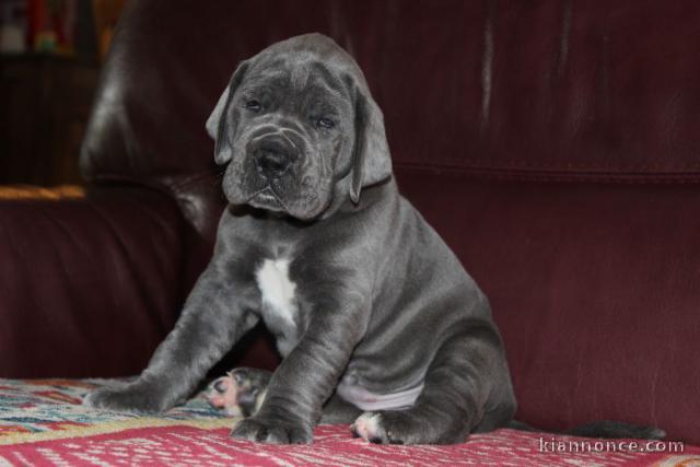 chiot dogue allemand a donner