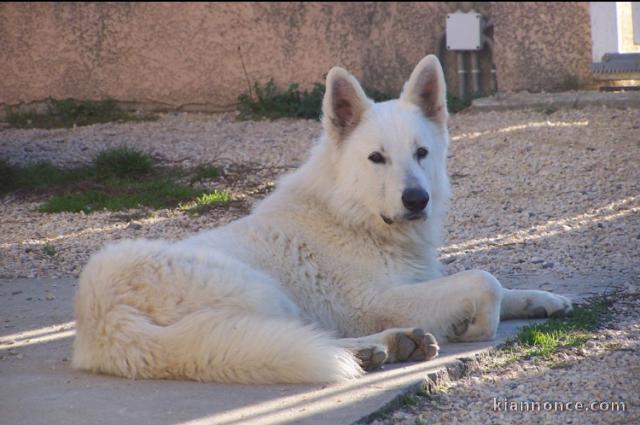 Magnifique Berger blanc suisse 