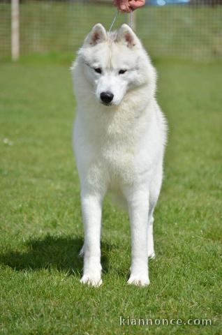 Husky sibérien mâle à vendre