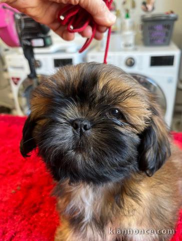 Chiot mâle shih tzu LOF