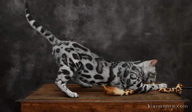 Impressionnant bengal silver 