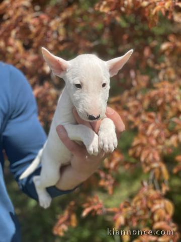 Bull Terrier miniature chiots