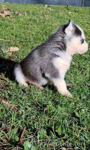 Chiot Siberian Husky lof a donner