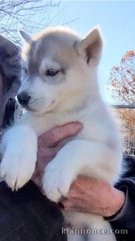 Chiot Siberian Husky lof a donner