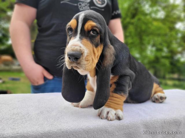 Chiots Basset Hound a donner