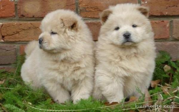 chiots chow chow mâle et femelle a donner