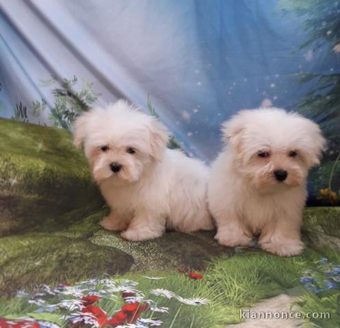 chiot Bichon Maltais a donner