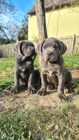 Cane Corso chiot à vendre