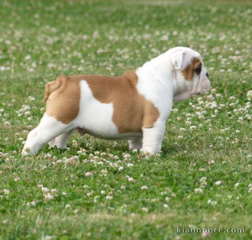 chiots bulldog anglais mâle et femelle contre bon soin