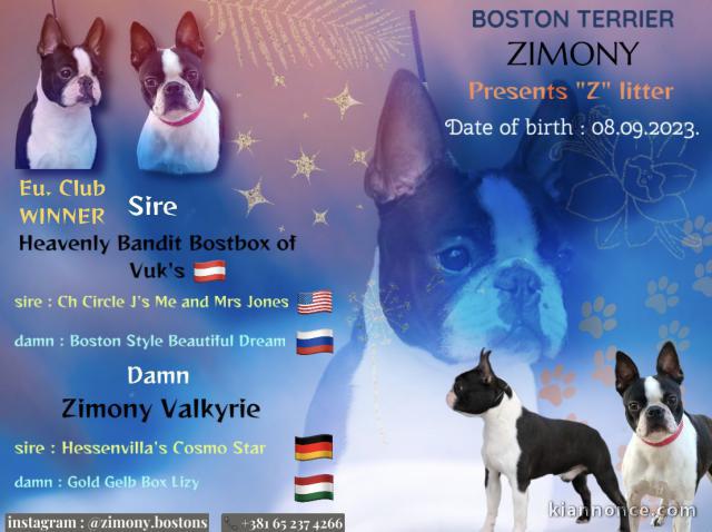 Boston Terrier chiots