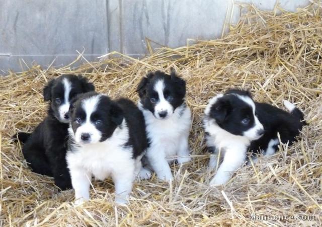 chiots Border collie femelle et mâle a donner