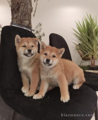 chiot Shiba inu femelle et male a donner