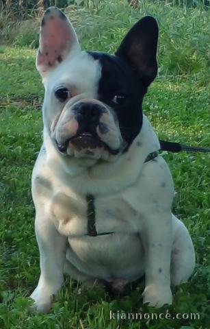 Bulldog français chiots à vendre