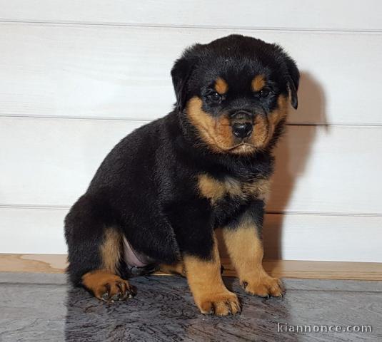 chiot rottweiler disponible pour adoption