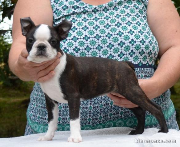 Chiots Boston Terrier mâle et femelle a donner