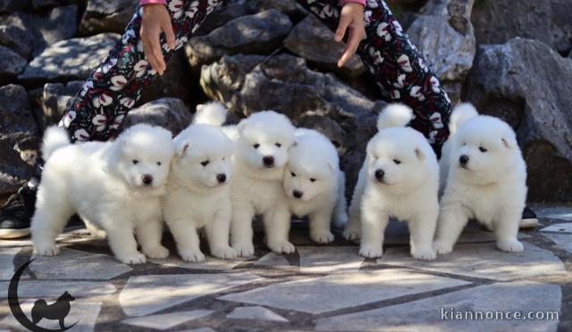 Chiots samoyede femelle et male a donner