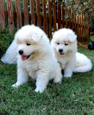 Chiots samoyede femelle et male a donner