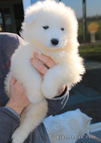 Chiots samoyede femelle et male a donner