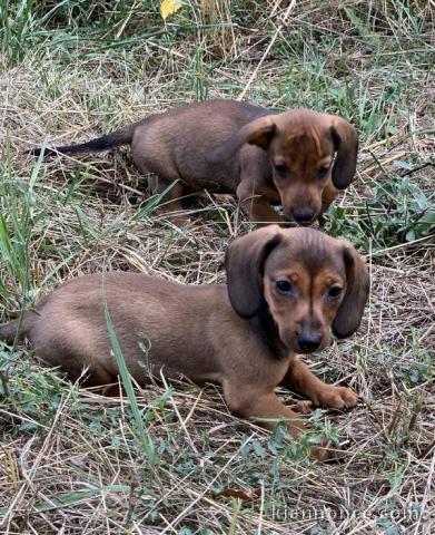 chiots Teckel femelle et male a donner